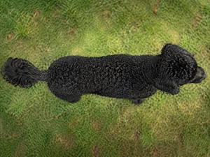 Labradoodle — top