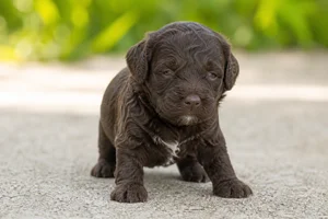 Labradoodle — young puppy (~1 mo)