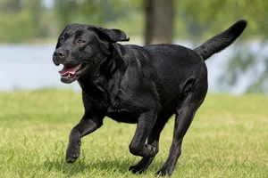 Labrador Retriever — running