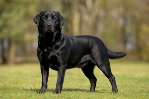 Labrador Retriever — adult