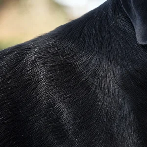 Labrador Retriever — coat texture