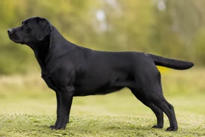 Labrador Retriever — Black coat