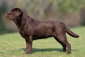 Labrador Retriever — Chocolate coat