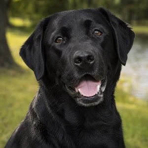 Labrador Retriever — happy