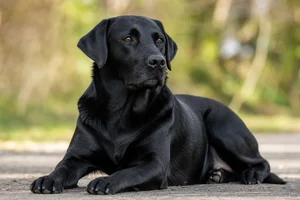 Labrador Retriever — lying down