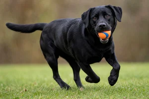 Labrador Retriever — playing