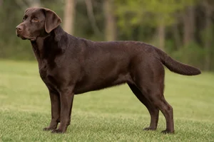 Labrador Retriever dog