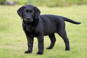 Labrador Retriever — puppy (~4 mo)