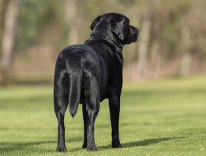 Labrador Retriever — rear