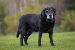 Labrador Retriever — senior