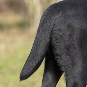 Labrador Retriever — tail