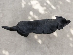 Labrador Retriever — top