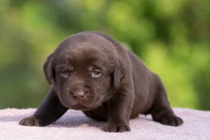 Labrador Retriever — young puppy (~1 mo)