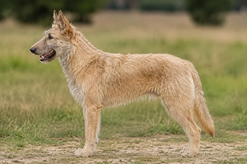 Laekenois — Fawn coat
