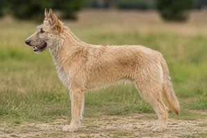 Laekenois — Fawn coat