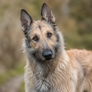 Laekenois — alert