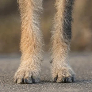Laekenois — paws