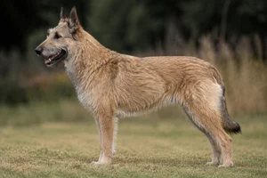 Laekenois dog