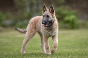 Laekenois — puppy (~4 mo)