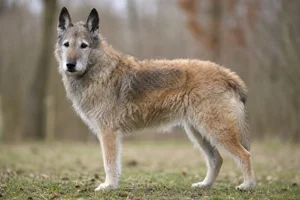 Laekenois — senior
