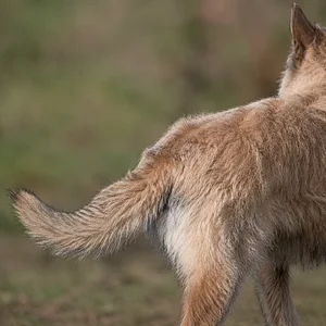 Laekenois — tail