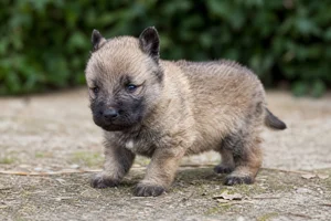 Laekenois — young puppy (~1 mo)