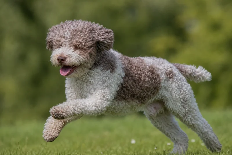 Lagotto Romagnolo — running