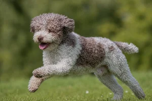 Lagotto Romagnolo — running