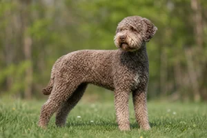 Lagotto Romagnolo — adult
