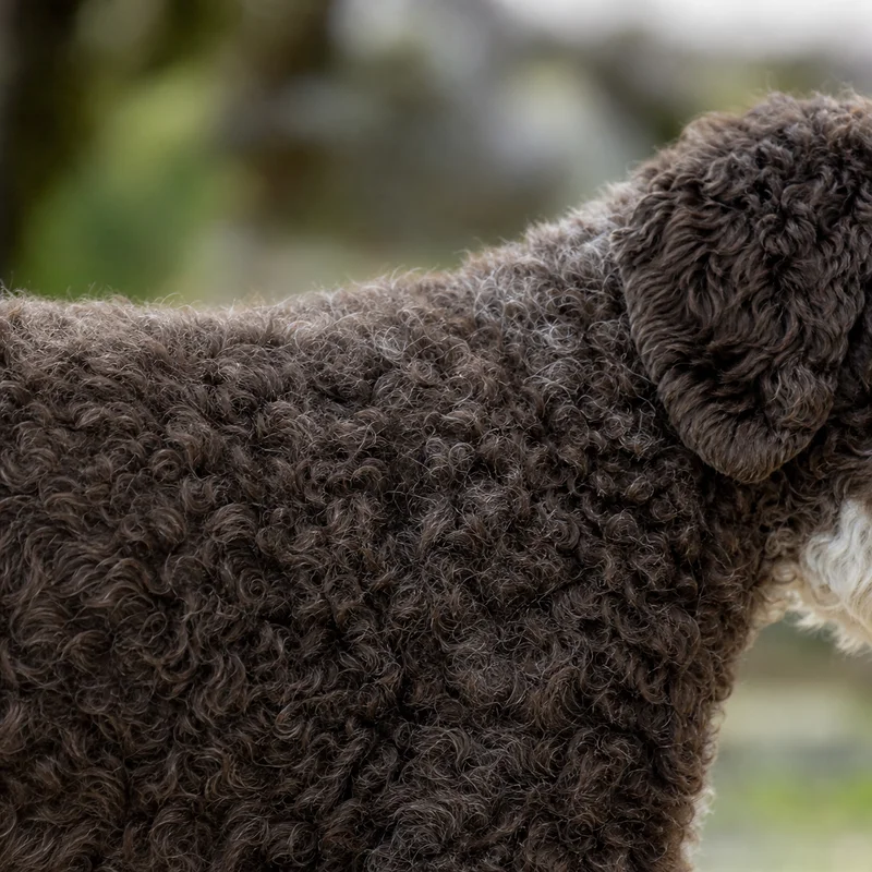 Lagotto Romagnolo — coat texture
