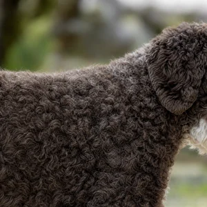 Lagotto Romagnolo — coat texture
