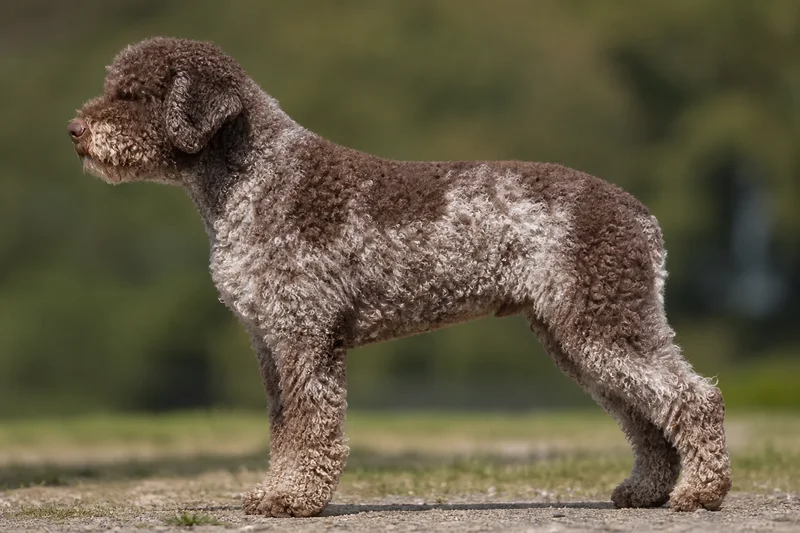 Lagotto Romagnolo — Brown roan coat