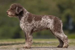 Lagotto Romagnolo — Brown roan coat