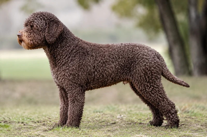 Lagotto Romagnolo — Brown coat