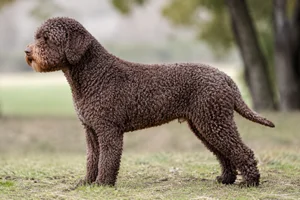 Lagotto Romagnolo — Brown coat