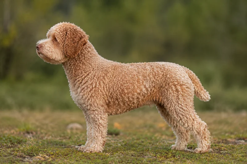 Lagotto Romagnolo — Orange roan coat