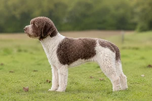 Lagotto Romagnolo — White with brown patches coat