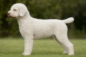 Lagotto Romagnolo — White coat