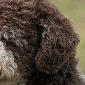 Lagotto Romagnolo — ears