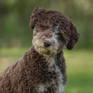 Lagotto Romagnolo — alert