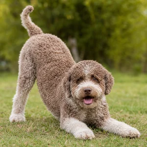 Lagotto Romagnolo — playful