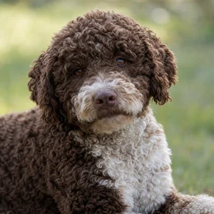 Lagotto Romagnolo — relaxed