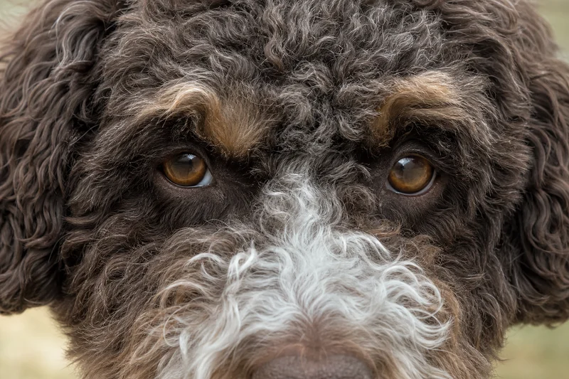 Lagotto Romagnolo — eyes