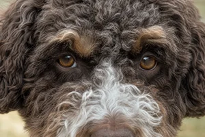 Lagotto Romagnolo — eyes