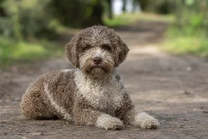 Lagotto Romagnolo — lying down
