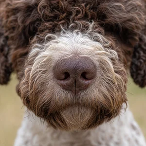 Lagotto Romagnolo — nose
