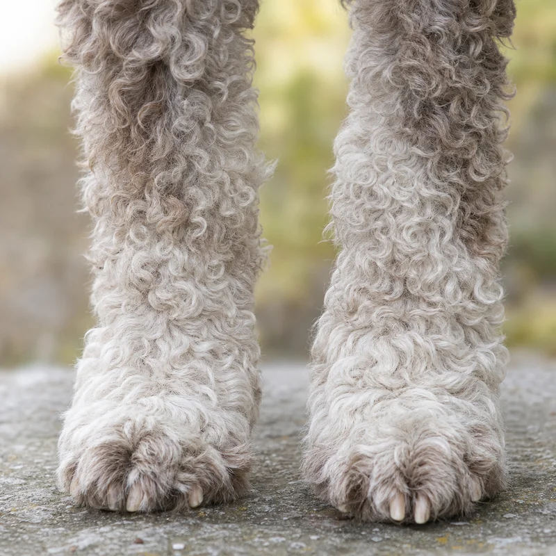 Lagotto Romagnolo — paws
