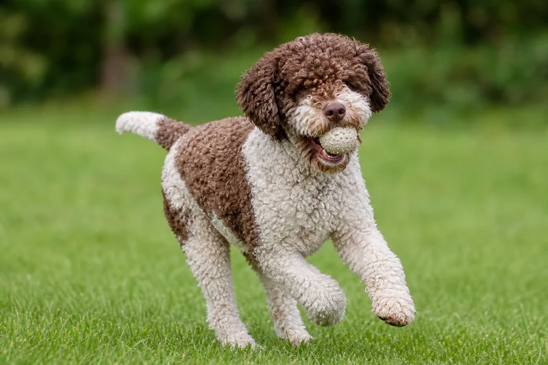 Lagotto Romagnolo — playing