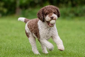 Lagotto Romagnolo — playing