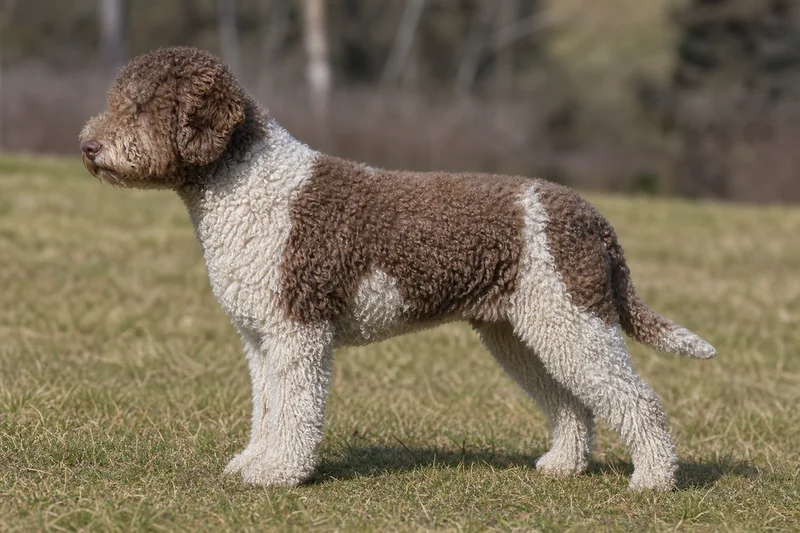 Lagotto Romagnolo — side